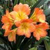 Кливия (Clivia) 